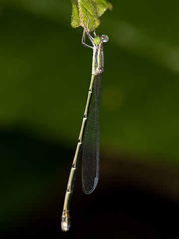 Powdered Wiretail (Rhadinosticta simplex)